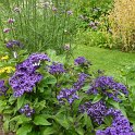 Heliotropium arborescens 'Marine' (2)